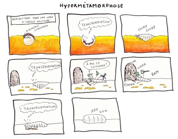 BD_Hypermetamorphose